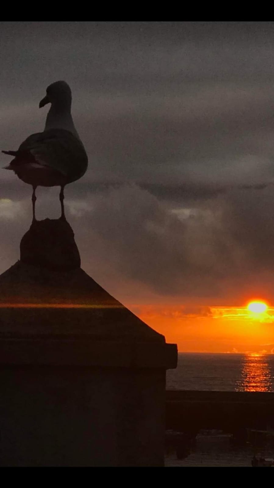 Gaviota viendo el atardecer en Tapia
