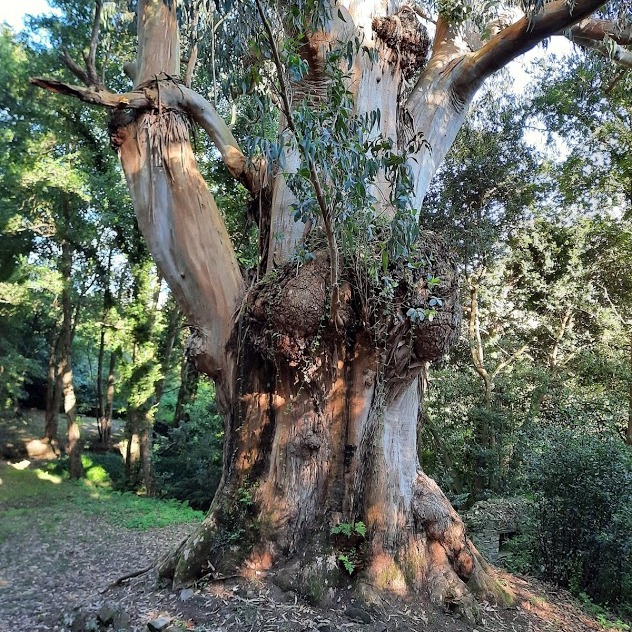 Árbol el Eucalipton en Tapia de Casariego