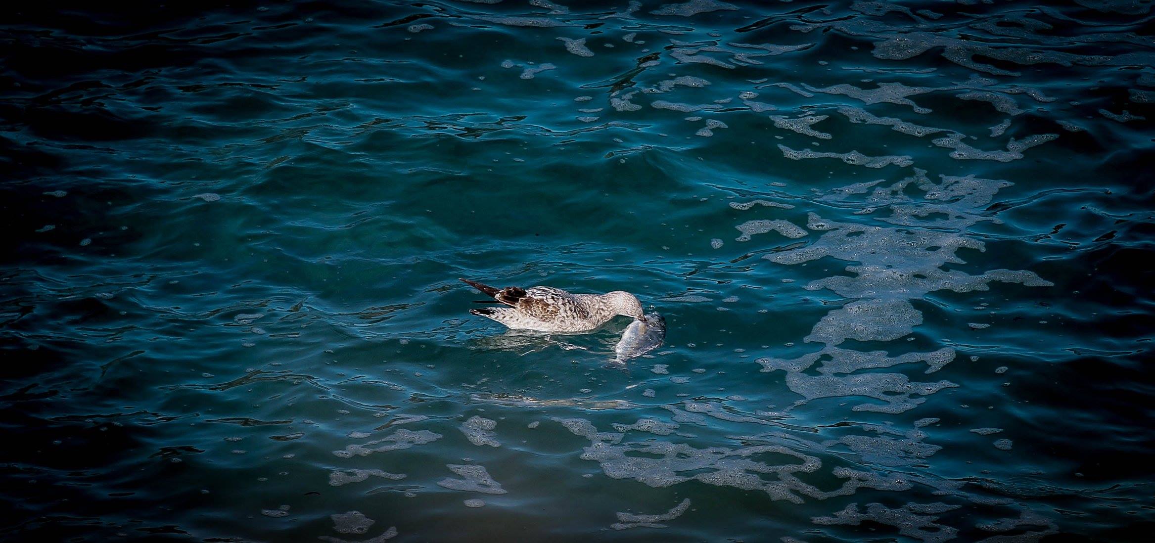 Gaviota con un pescado en el pico en el mar Cantábrico de Tapia de Casariego