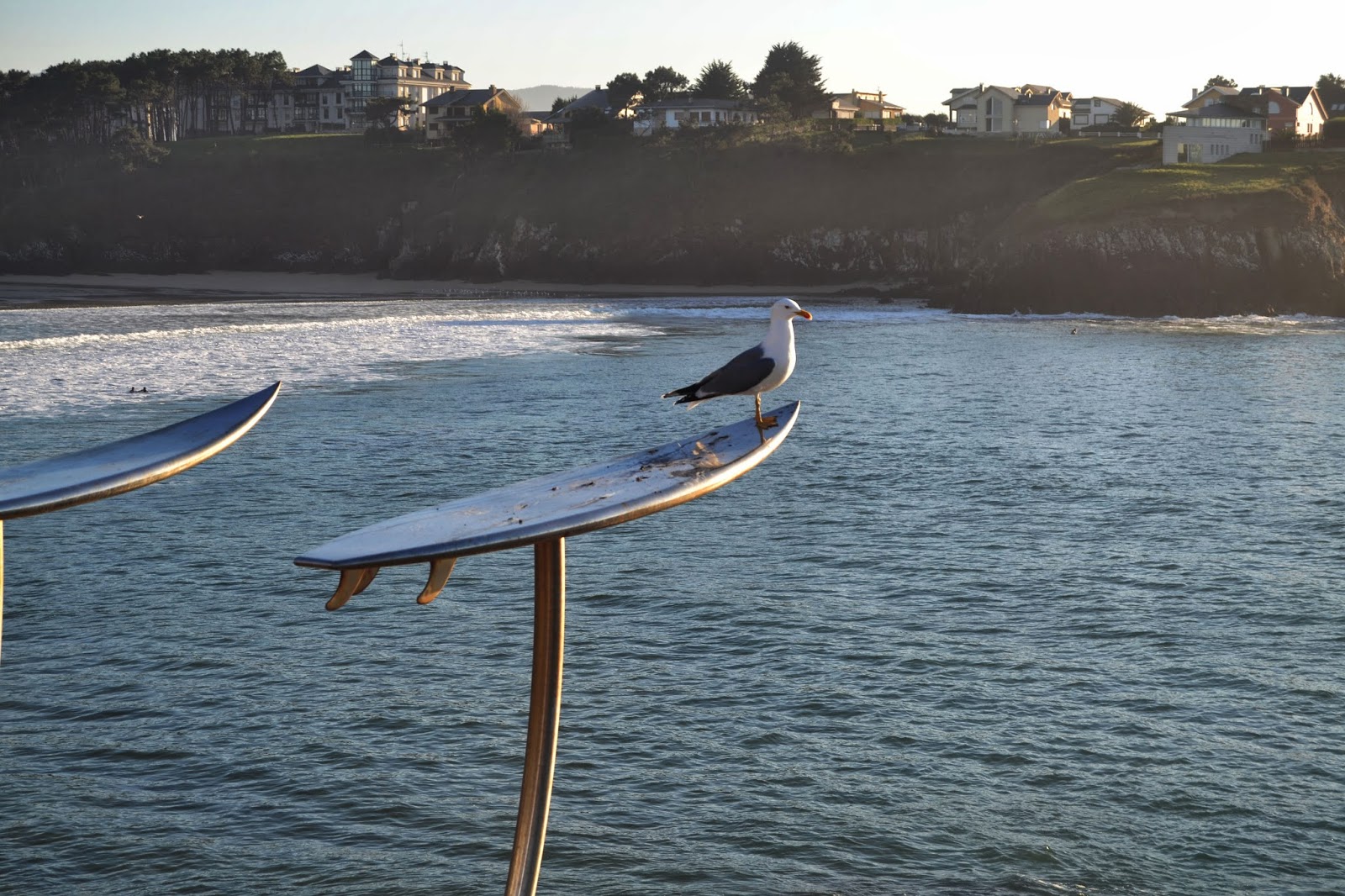 Gaviota tapiega sobre tabla de surf en la playa de San Blas en Tapia de Casariego