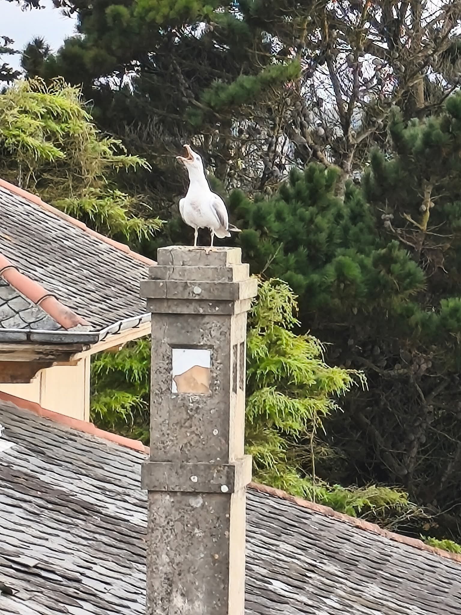 Gaviota tapiega sobre una chimenea en Tapia de Casariego