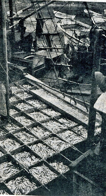 Descargando pescado en el muelle de Tapia