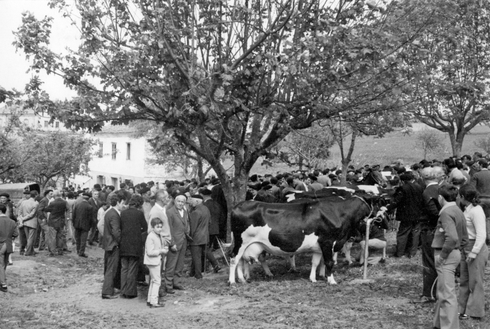 Feria ganadera en La Roda Tapia de Casariego