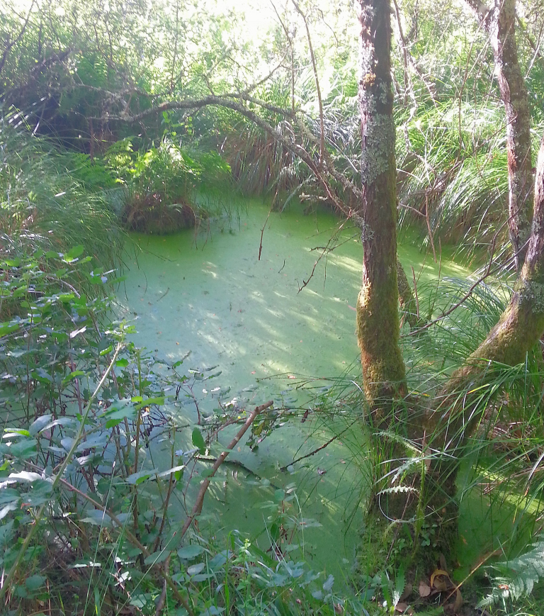 Ruta Lagos de Silva Tapia de Casariego